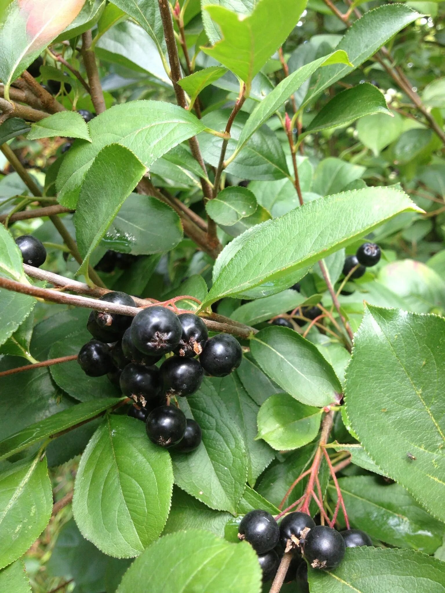 Маленькие черные ягоды. Кизильник с черными ягодами. Лавровишня ягоды. Калина гордовина Viburnum Lantana. Барбарис растениес чёрными ягодами.