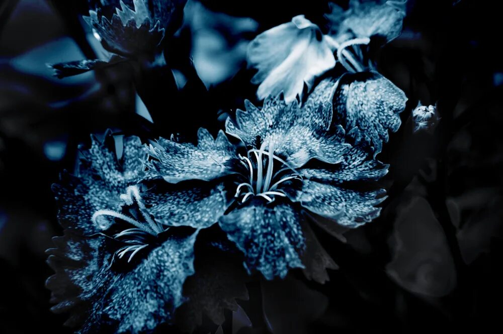 цветы на олимпе. индиго цветок. койво индиго. анемона deep blue. темно синие цветы.