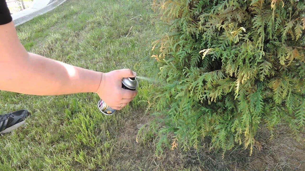 Полив хвойных. Шютте можжевельника. Фузариоз можжевельника казацкого. Стрижка хвойных растений. Чем опрыскивать можжевельник.