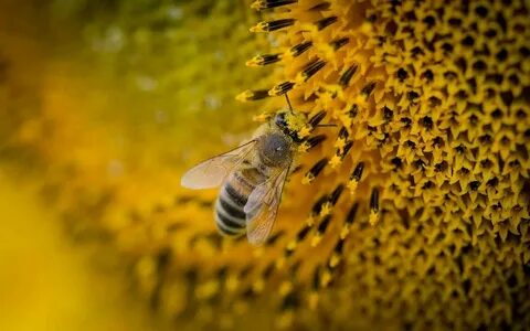 Bees light