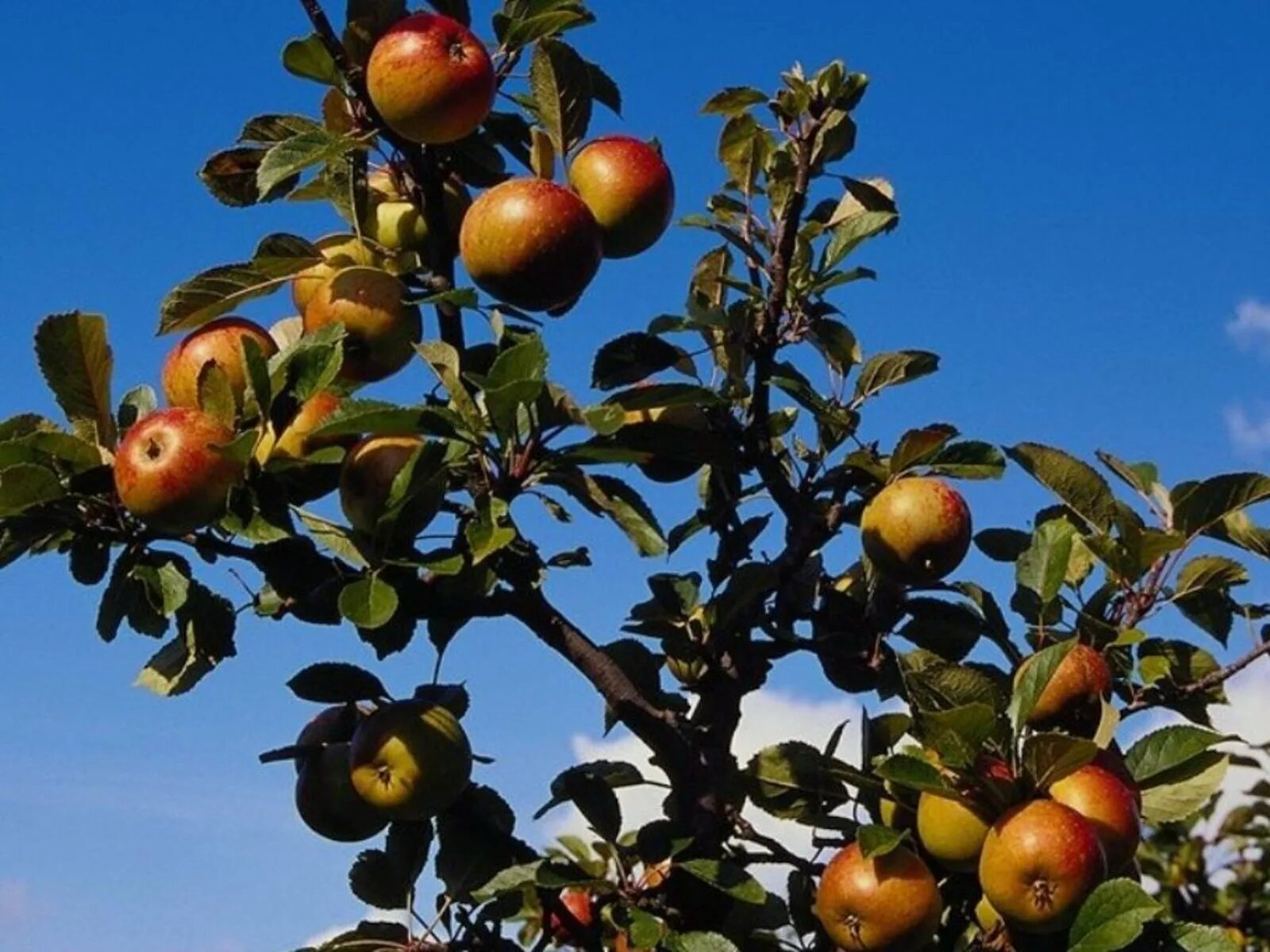 Вид яблони домашней. Яблоня Malus domestica. Яблоня домашняя (Malus domestica). Яблоня – Malus domestica саженец. Яблоня домашняя (Malus domestica Borkh).