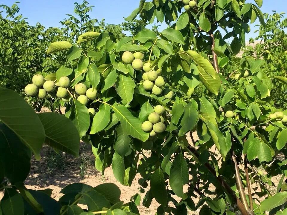 Сколько растет орех. Орех грецкий (Juglans Regia). Грецкий орех Чандлер. Грецкий орех сорт Чандлер. Орех грецкий скороплодный идеал.