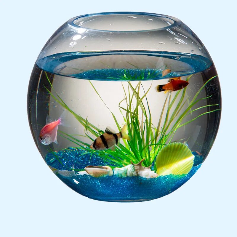 Купить живых рыбок для аквариума. Круглый аквариум. Круглый аквариум с рыбками. Рыбы в аквариуме. Рыба в круглом аквариуме.