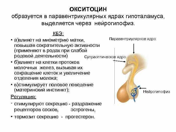 Окситоцин гормон функции гипоталамуса. Регуляция выработки окситоцина. Регуляция секреции окситоцина. Окситоцин образуется в.