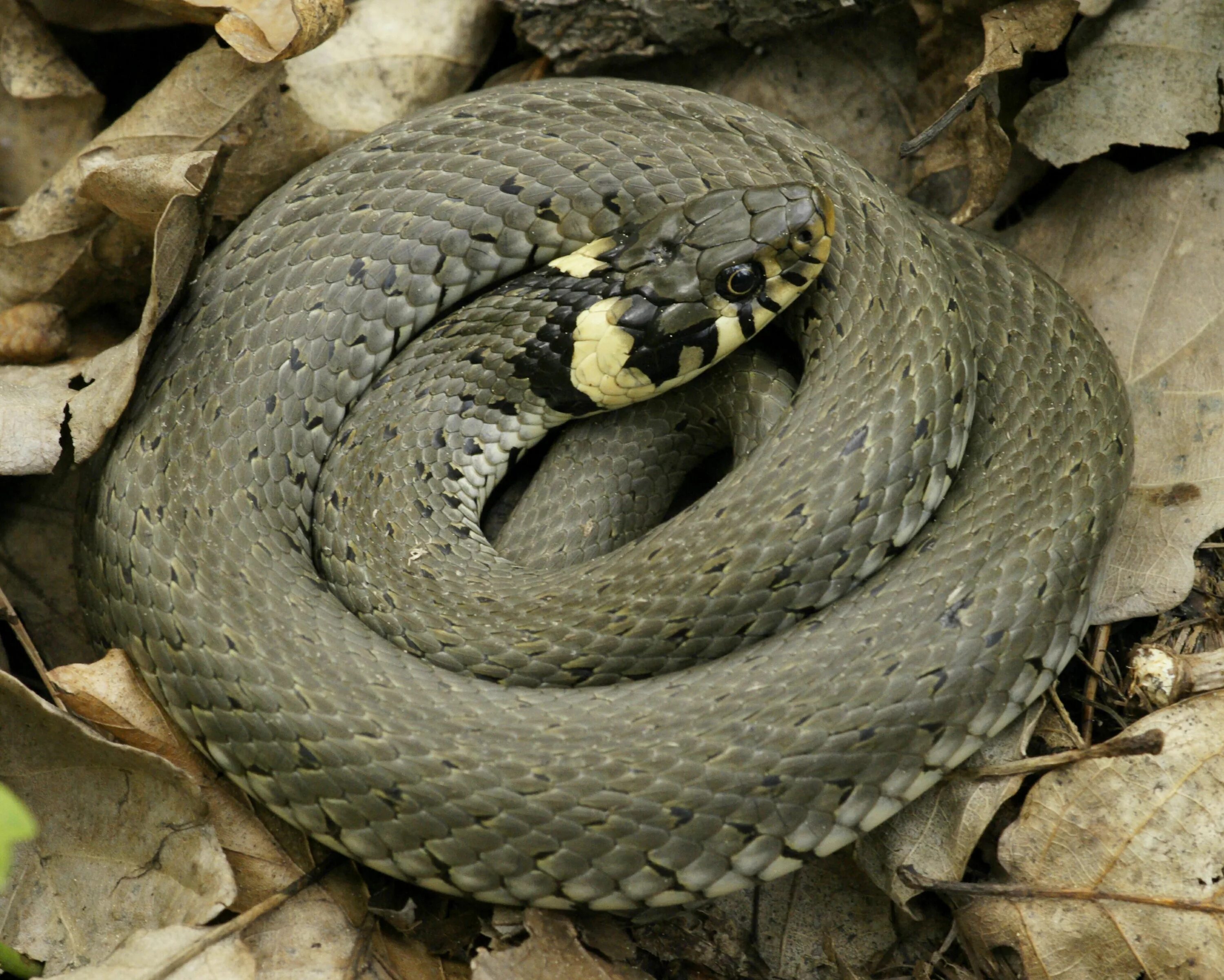 Grass snake. Обыкновенный уж Natrix Natrix. Гадюка Болотная. Черная Болотная гадюка. Уж обыкновенный - змея неядовитая.