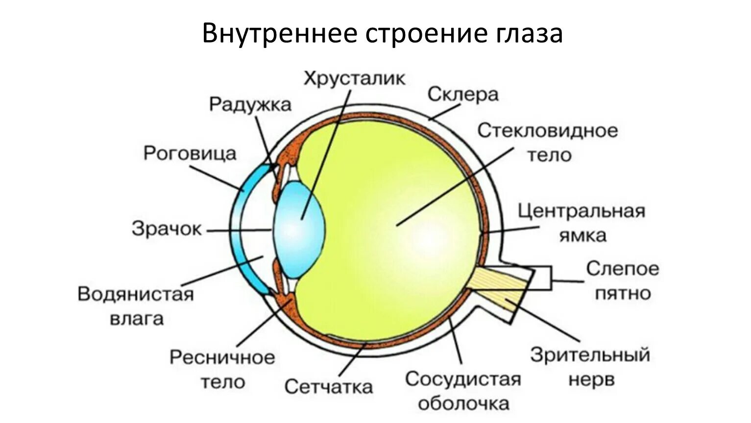 Глаз биология 8 класс кратко. Строение зрительного анализатора глазное яблоко. Белочная оболочка глазного яблока. Строение глаза спереди. Строение глаза анатомия оптическая система.