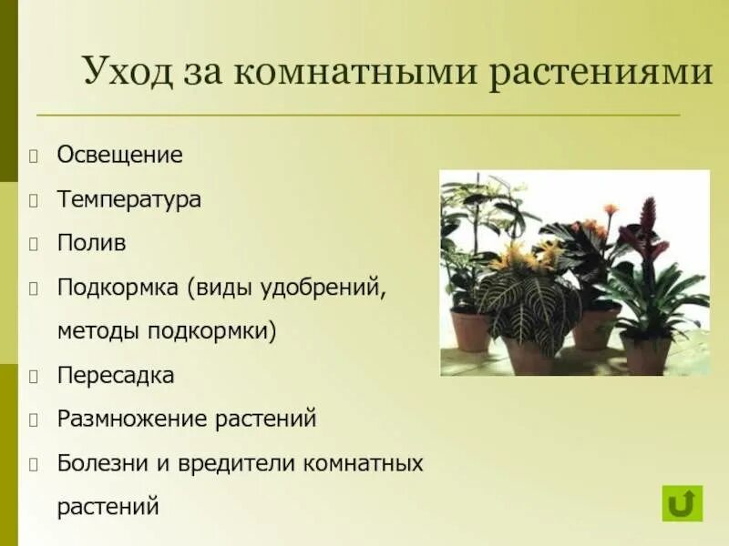 Уход заикомнатными растениями. Как ухаживать за комнатными растениями. Уход за комнатнамирастениями. Ухаживание за растениями. Урок уход за комнатными растениями.