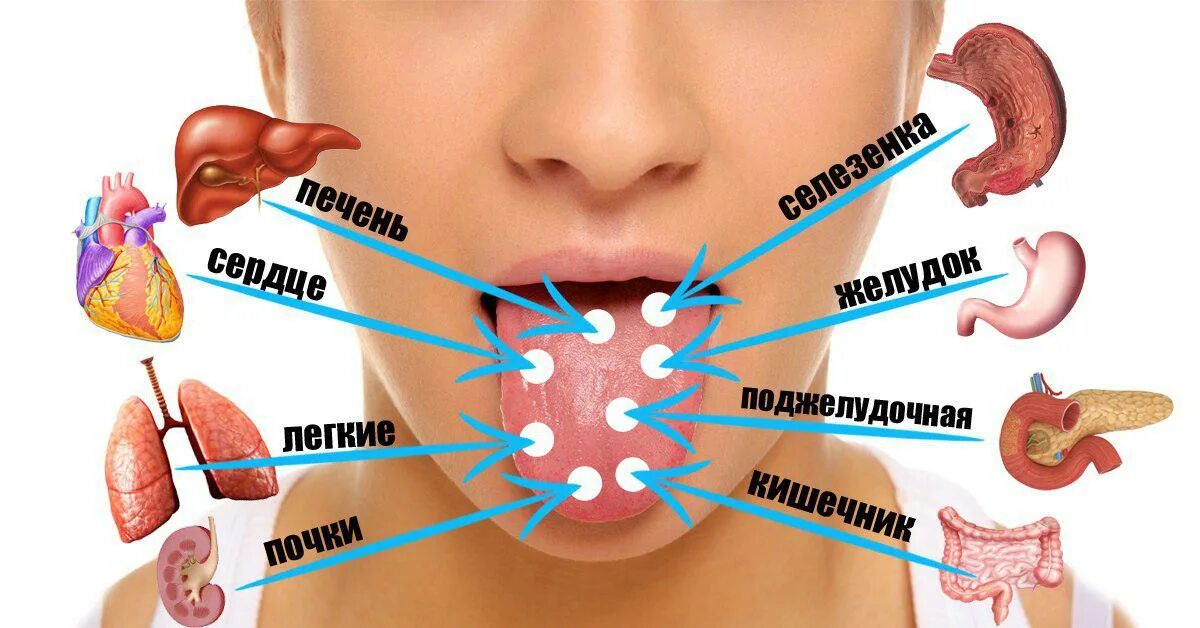 Как определить больной орган. Расположение органов на языке человека. Болезни по состоянию языка. Проекция органов на языке человека. Определить заболевание по языку.