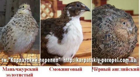 Как называются перепетые песни