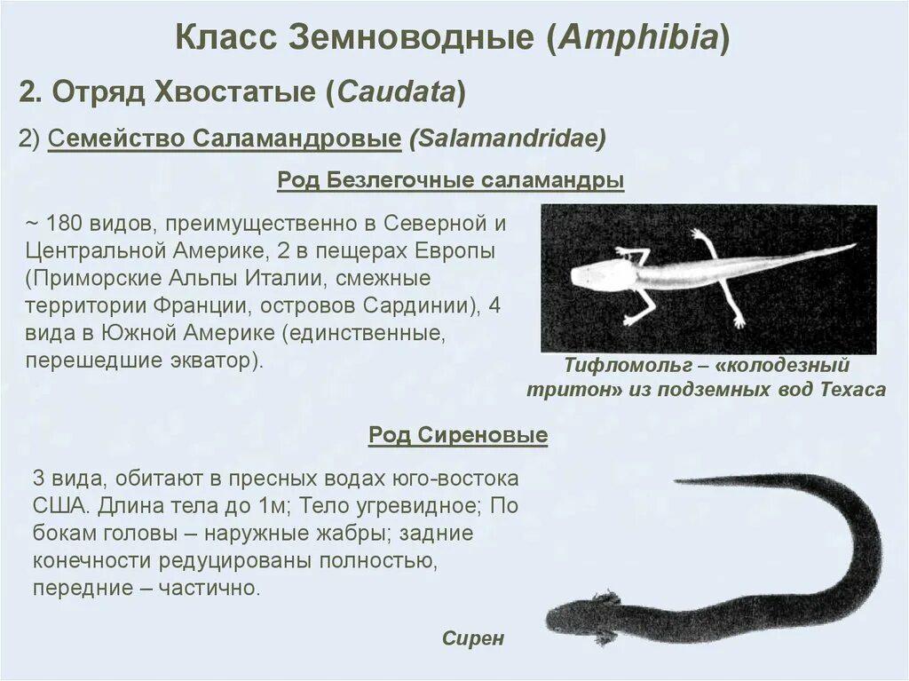 Земново́дные, или амфи́бии. Земноводные или амфибии 7 класс. Сиреновые. Безлегочные Саламандры классификация.