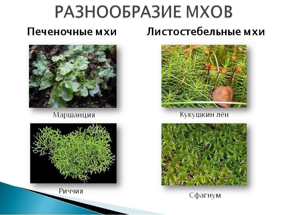 Листостебельные мхи представители. Мхи Моховидные примеры. Листостебельные мхи сфагновые. Листостебельные мхи названия. Моховидные растения примеры названия