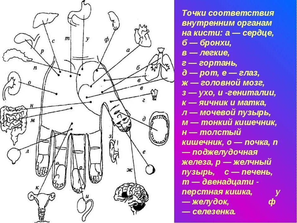 Точка простаты. Точки на руках акупунктура ,Су-Джок. Су Джок терапия кисть. Кисть зоны соответствия Су Джок. Массажные точки суджок.