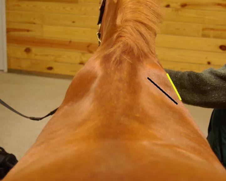 Tony stromberg photography. фризская лошадь грива. фото спины лошади. горбатый конь. лошадь спиной.