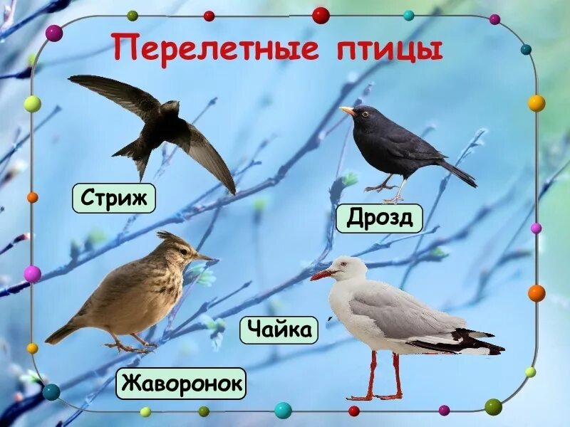 Каких птиц называют составителями прогноза на лето. Перелетные и неперелетные птицы. перелетные птицы татарстана. перелетные птицы урала для детей. перелётные птицы названия для детей.