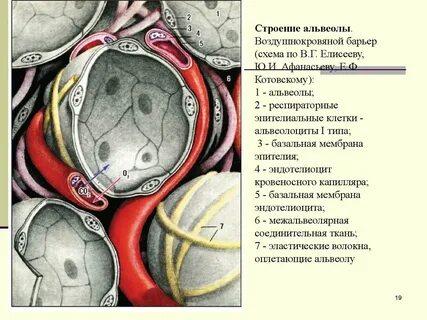 1 альвеола