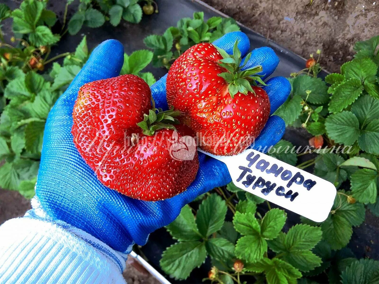 Клубника туруси описание сорта фото