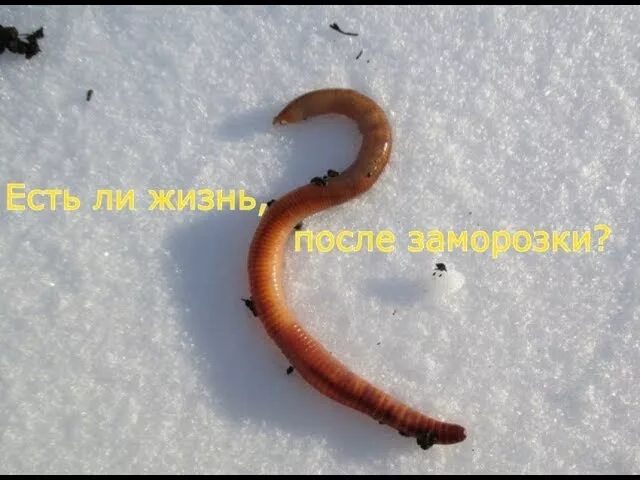 Червяк зимой. Червь канадский выползок. Червяк зимой. Выползок червь обыкновенный. Ледяные черви аляска.