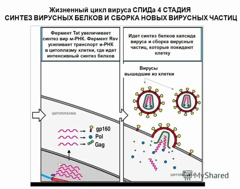 Синтез вирусов. Синтез вирусов
