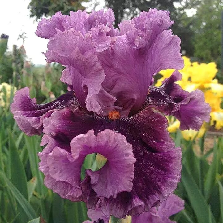 Ирис блю мун. Ирис п. Ирис белый с синей каймой. Ирис п. Ирис platinum class.