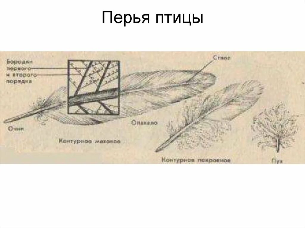 Характеристика пера птицы. Виды перьев у птиц. Состав пера птицы. Химический состав пера птицы. Перо птицы химический состав.