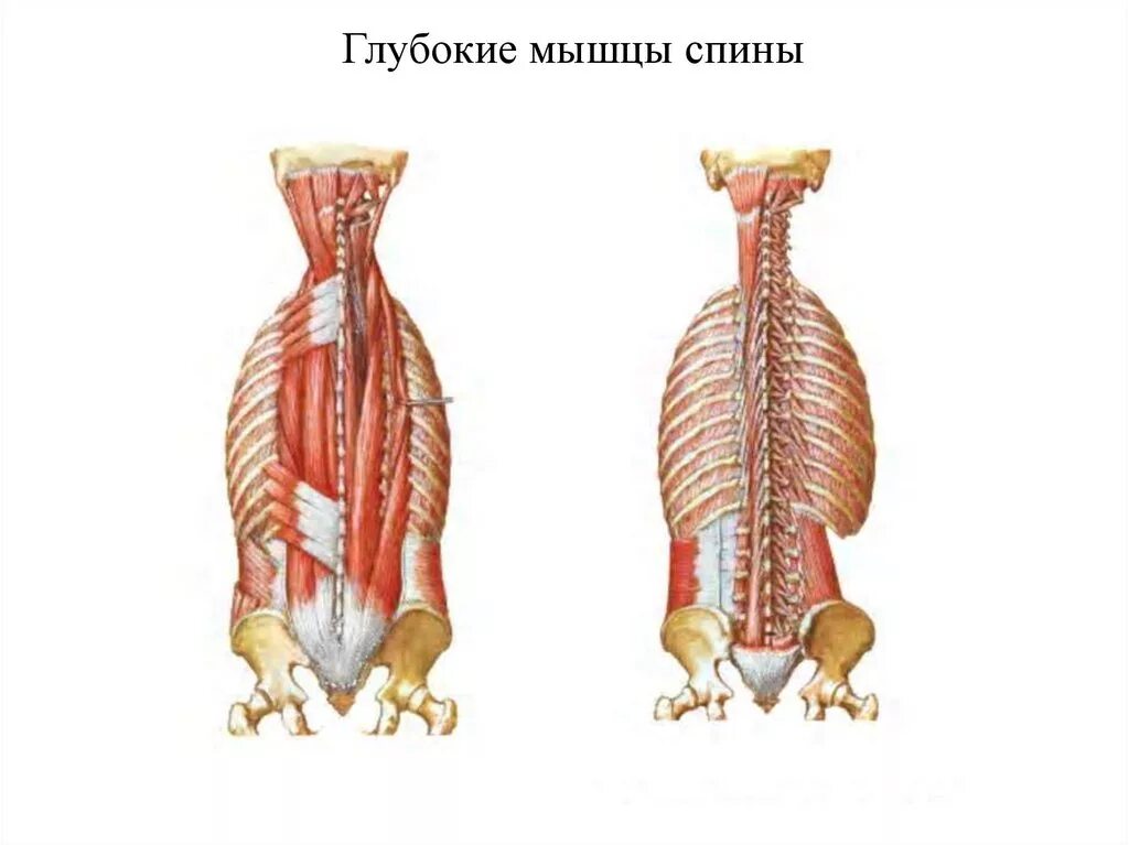 Глубокие мышцы спины Синельников. Глубокие мышцы спины, глубокий 3 слой. Глубокие мышцы позвоночника анатомия. Глубокие мышцы поясницы анатомия.