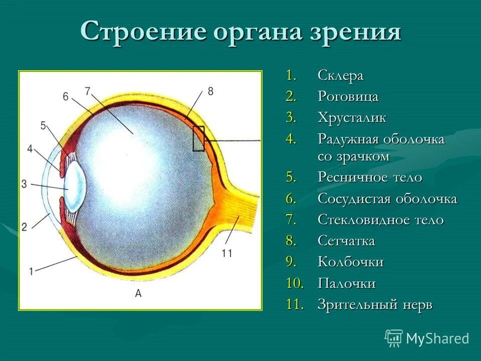 Тема урока глаз