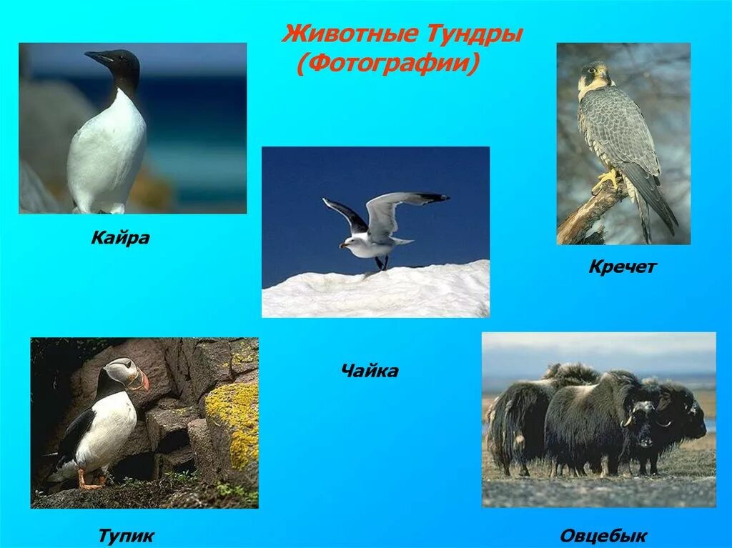 Птица, животное и растение тундры. Птицы тундры. Птицы обитающие в тундре. Птицы обитающие в тундре. Птицы тундры 4 класс.