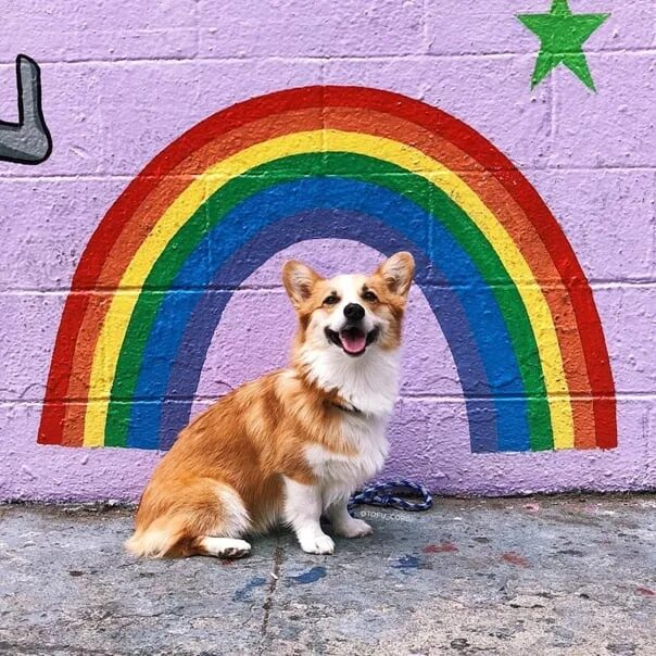 Включи радужные друзья которые играют. Радужные собачки. Радужный щенок. Собака на радуге. Красивые собаки радужные.
