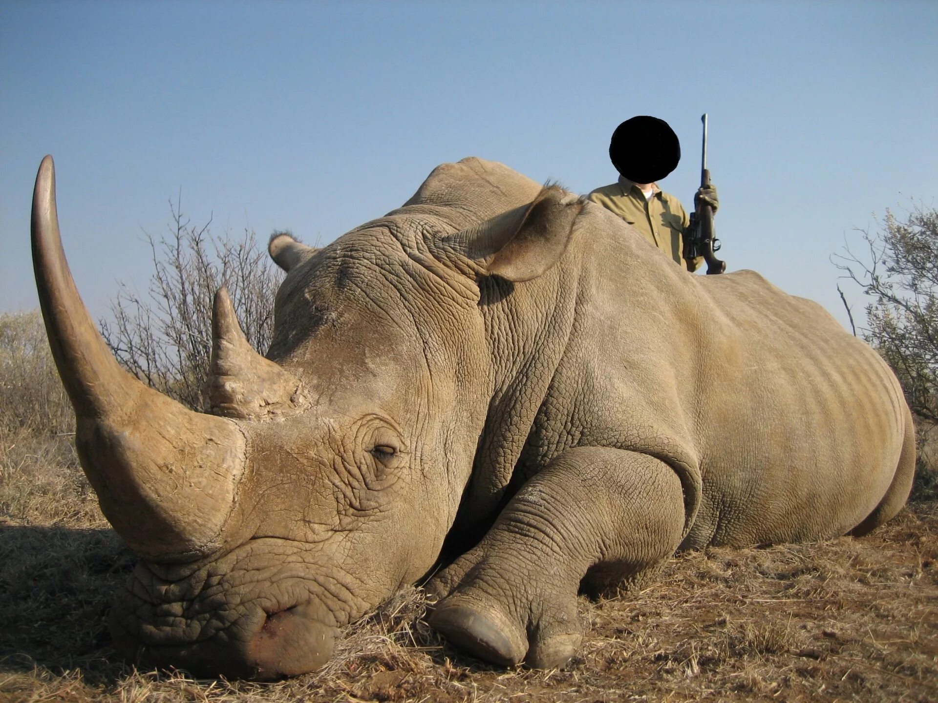 северный носорог вымер. Northern white rhinoceros. белый носорог вымер. белый носорог вымер. носорог альбинос.