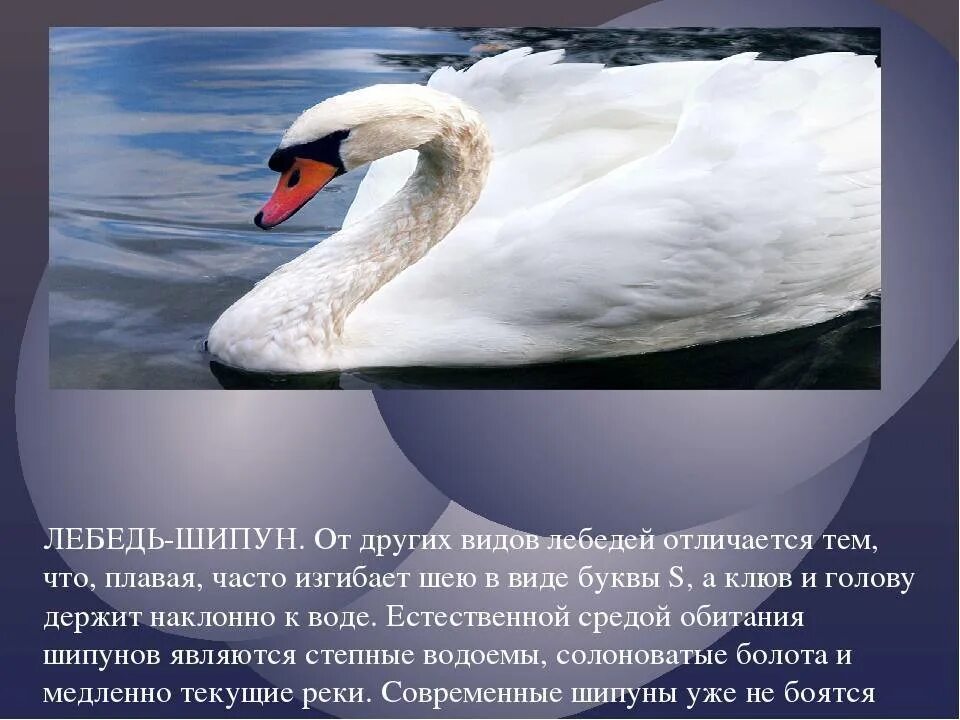 Мягкое слово лебедь. Лебедь шипун красная книга. Лебедь шипун среда обитания. Лебедь шипун самка. Лебедь шипун питание.