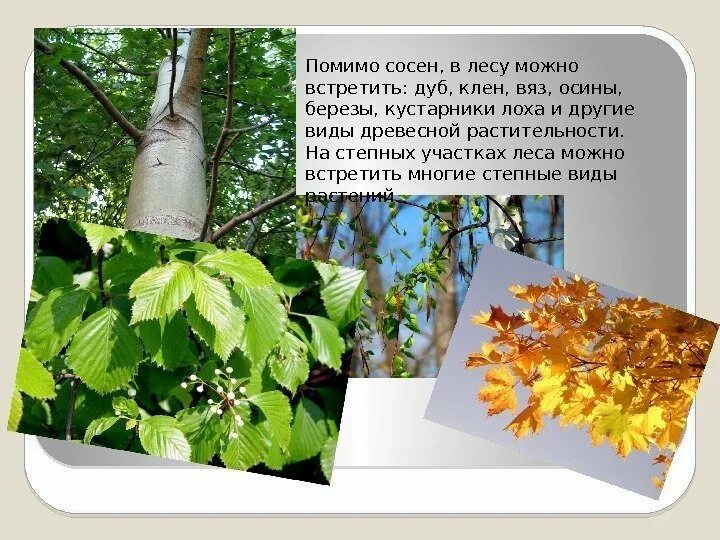 Почему листья осины колеблются