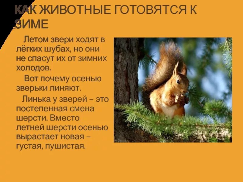 Жизнь лося зимой. Жизнь растений и животных зимой. Жизнь диких животных зимой 2 класс. Лось готовится к зиме. Проект по окружающему миру зимние животные.