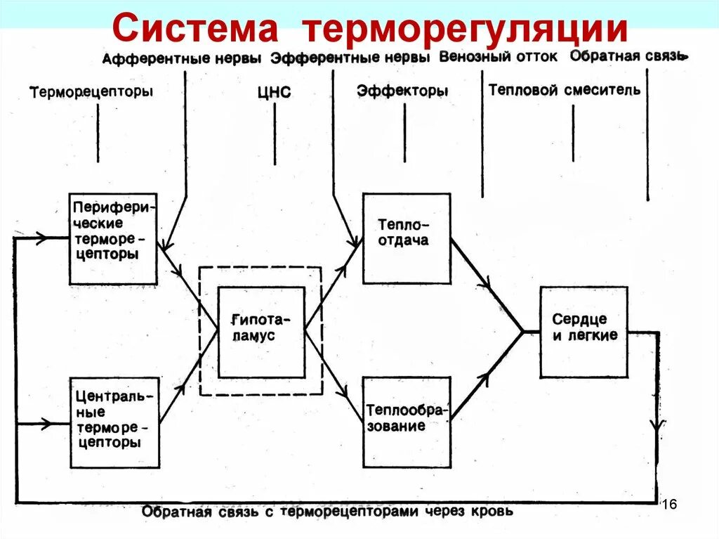 Какие структуры участвуют в терморегуляции организма человека. Схема функциональной системы терморегуляции. Система терморегуляции схема. Функциональная система терморегуляции физиология. Структурная организация системы терморегуляции.