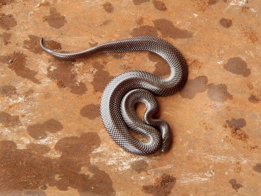 Желтобрюхий сцинк. Змея серебристая блестящая медянка. Lycophidion capense. Змеи серебристого цвета.