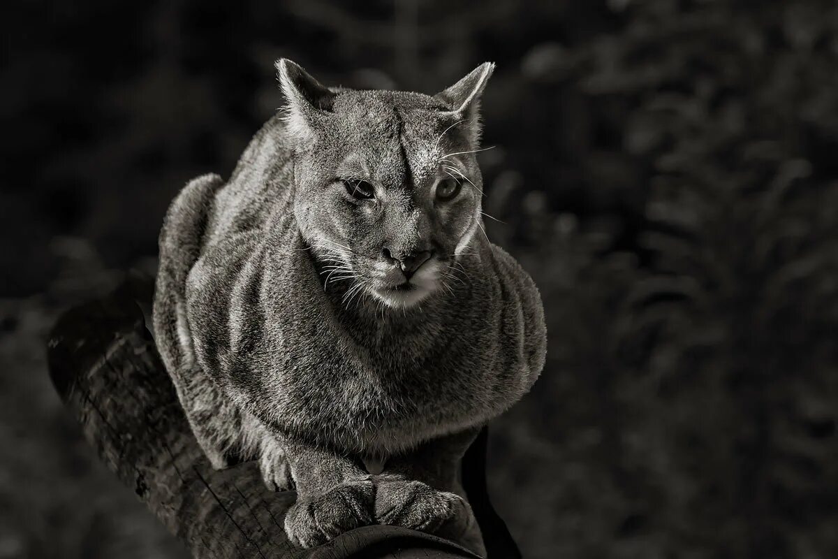 пума черно белые. флоридская пума черно белая. пума (животное). пума животное черная. пантера меланист.