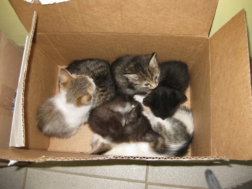 Можно отдавать кота. Коробка с котятами. Кошка в коробке. Котятки в коробке. Маленькие котята в коробке.