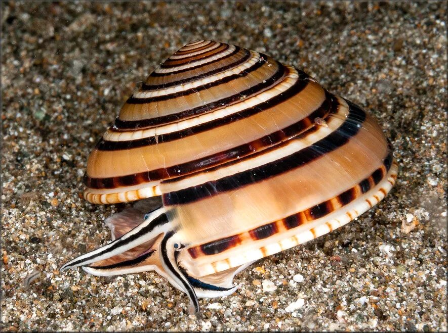 Породы моллюск. Тигровый Рапан. Морские брюхоногие моллюски. Брюхоногие моллюски перловица. Пластинчатожаберные моллюски.