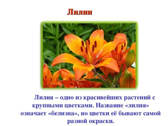 Лилейные строение лилии. Лилия (lilium) сем. Доклад о лилии. Описание лилии. Лилия относится к цветковым растениям.