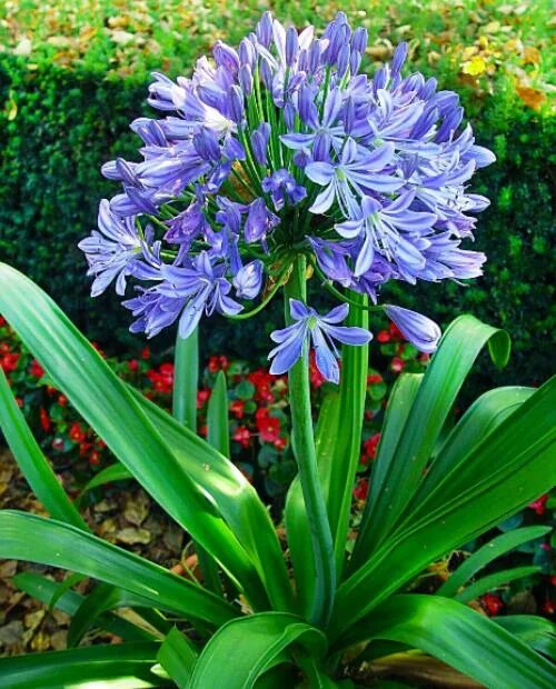 Купить агапантус донаю блю (agapanthus donau blue), 1 шт по цене 91 руб. в интер
