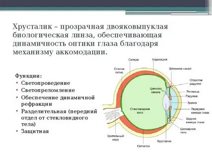Какова функция хрусталика глаза