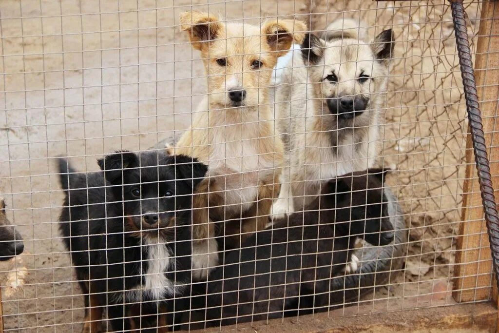 Содержанию безнадзорных животных. Приют добрые руки томск. Питомник для бездомных животных. Собачий приют в белгороде. Ногинск приют для безнадзорных животных.