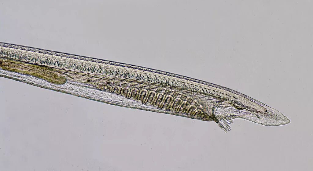 Ланцетник моллюск. • Ланцетник (amphioxus),. Класс Головохордовые ланцетник. Червь ланцетник. Длинноносые Ланцетники.