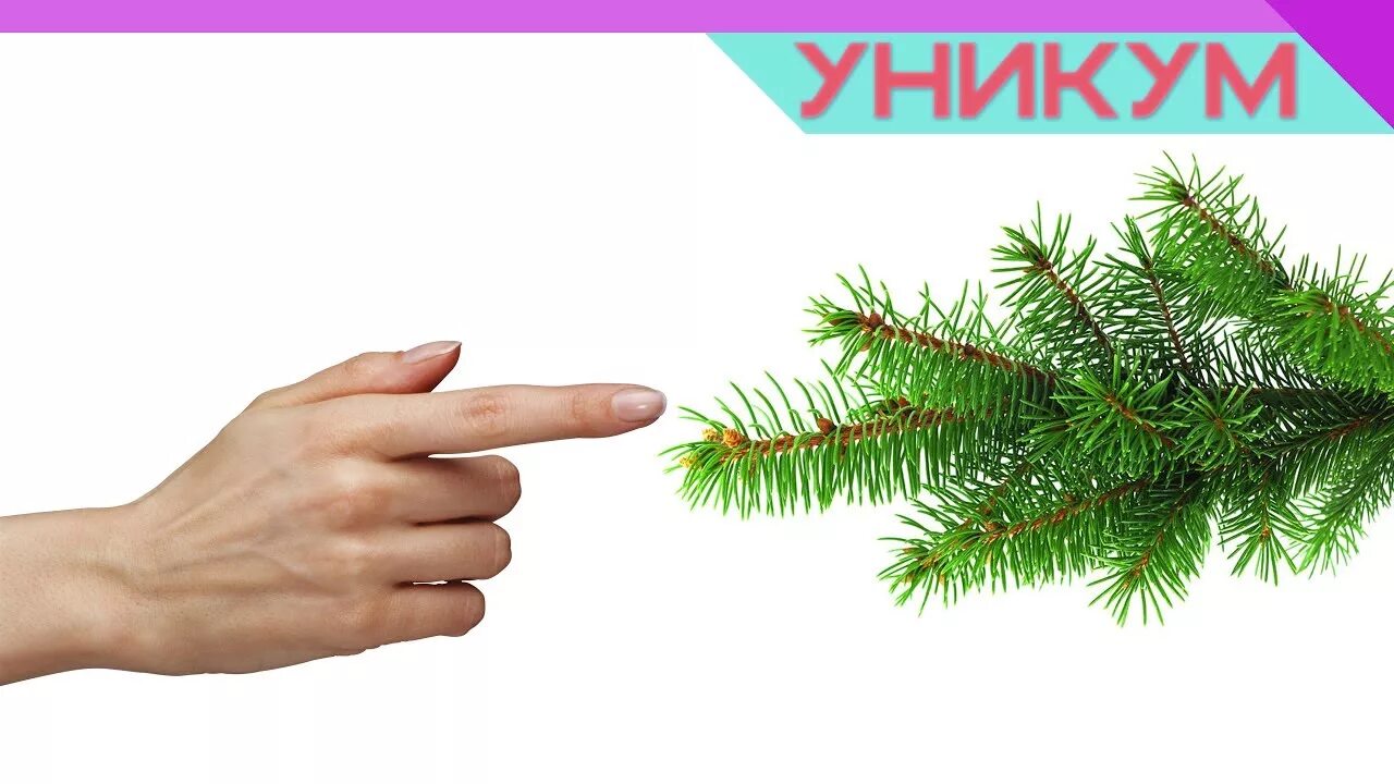 Почему у елок колючки зеленые