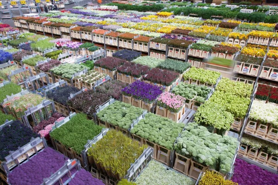 Карамелька садовод. Цветочный аукцион FLORAHOLLAND В Голландии. Склад цветов. Цветочный рынок. Цветы рассада.