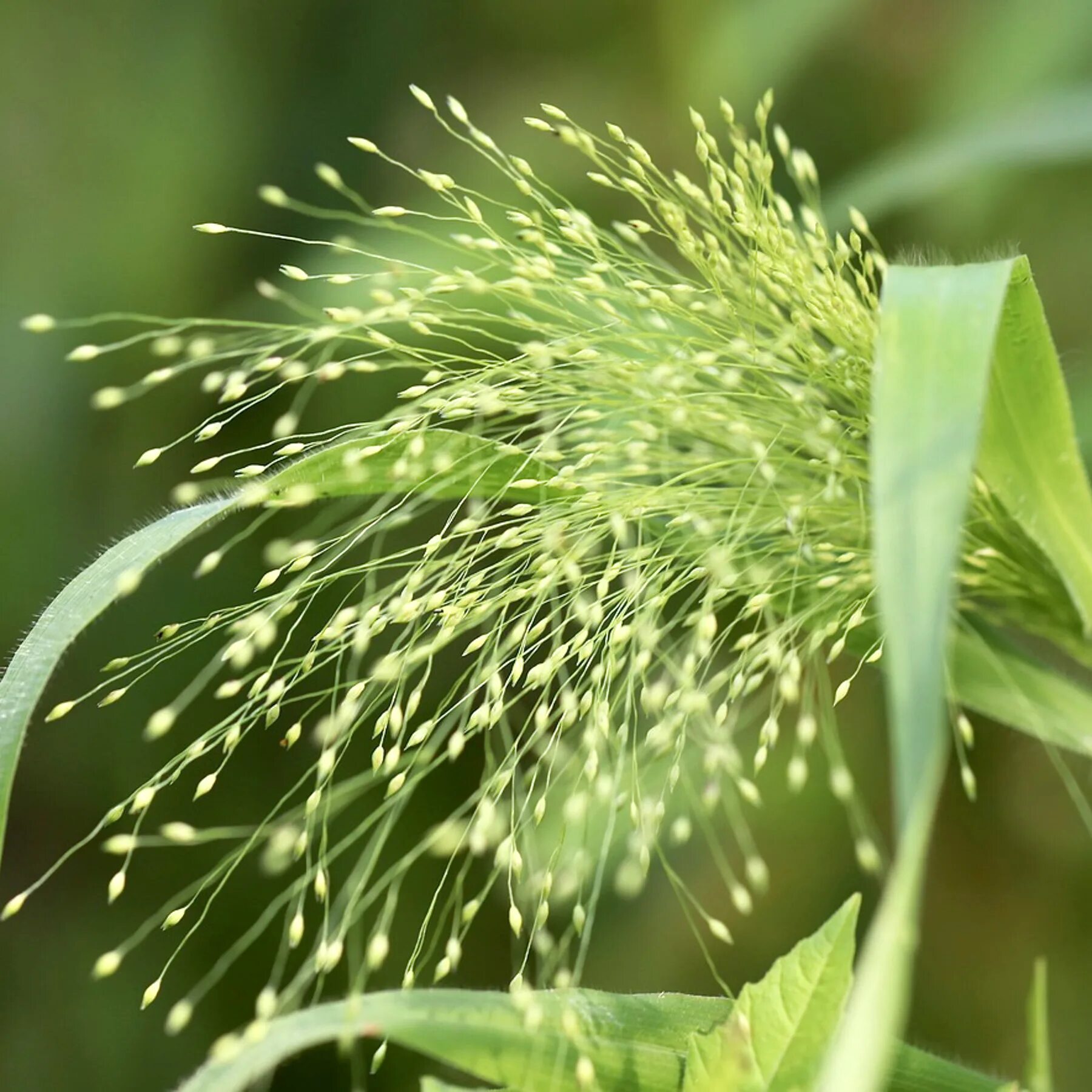 Echinochloa crus-galli Image of an specimen Plantarium