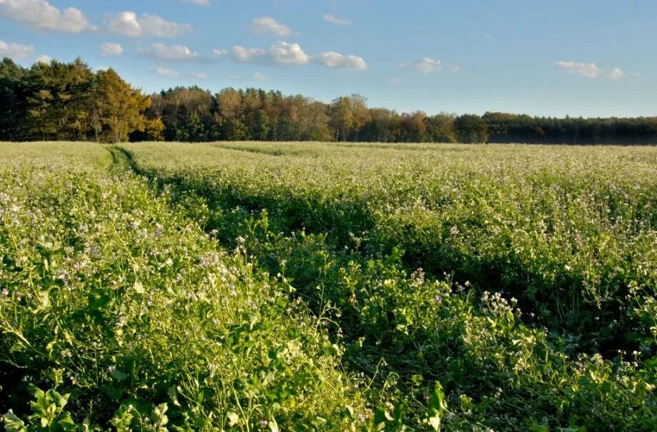 Деревня филимонова. Поля украины пашня. Деревня новоивановское лужский район. Лён растение. Лен земля.
