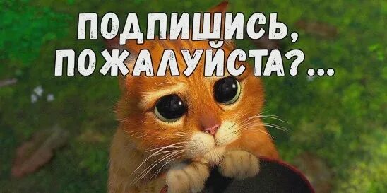 Ну напишите пожалуйста. Жалостливые глаза кота из шрека. Глаза кота из мультфильма шрек. Ну пожалуйста. Простите меня пожалуйста.