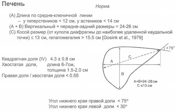 Норма долей печени