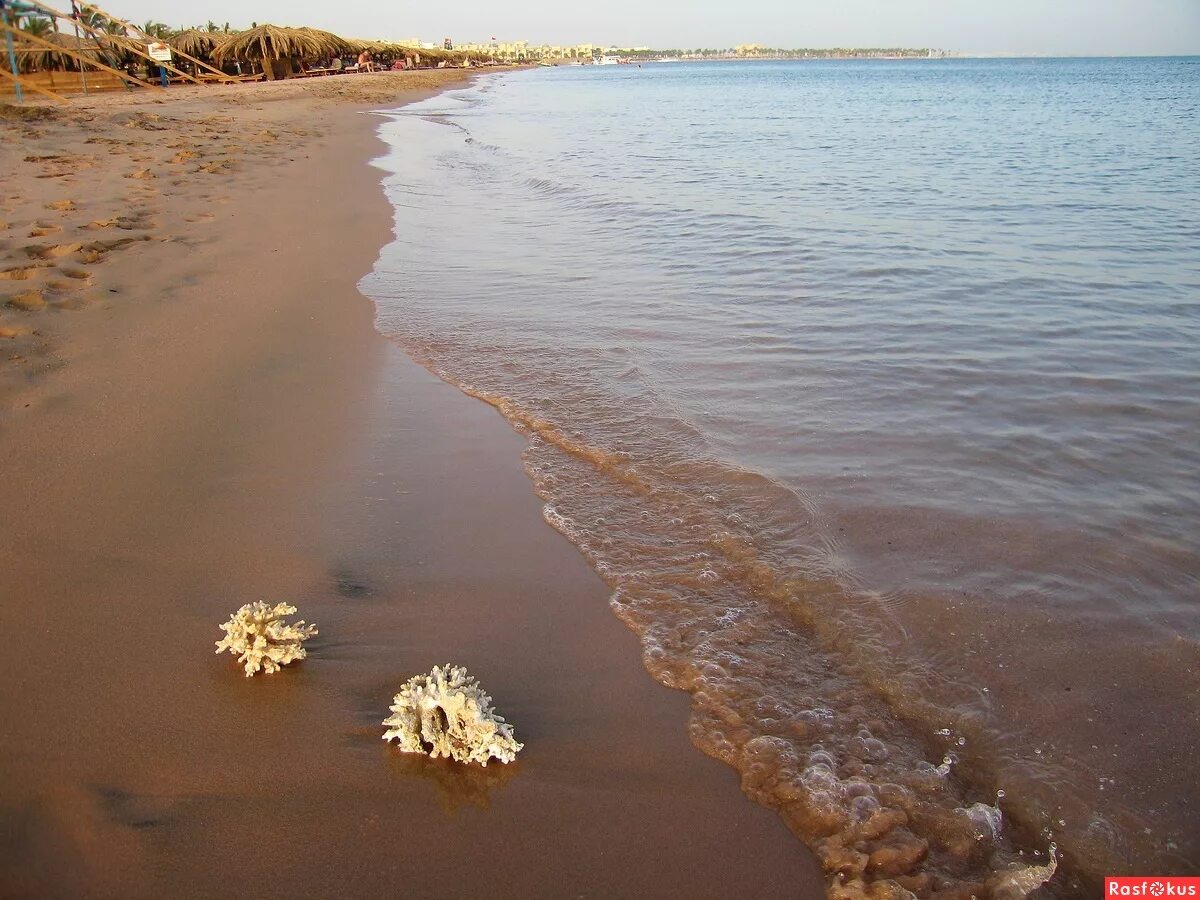морские обитатели на берегу после отлива. эйлат коралловый риф. Sea cleaner. коралловые рифы фиджи. красное море шарм-эль-шейх.
