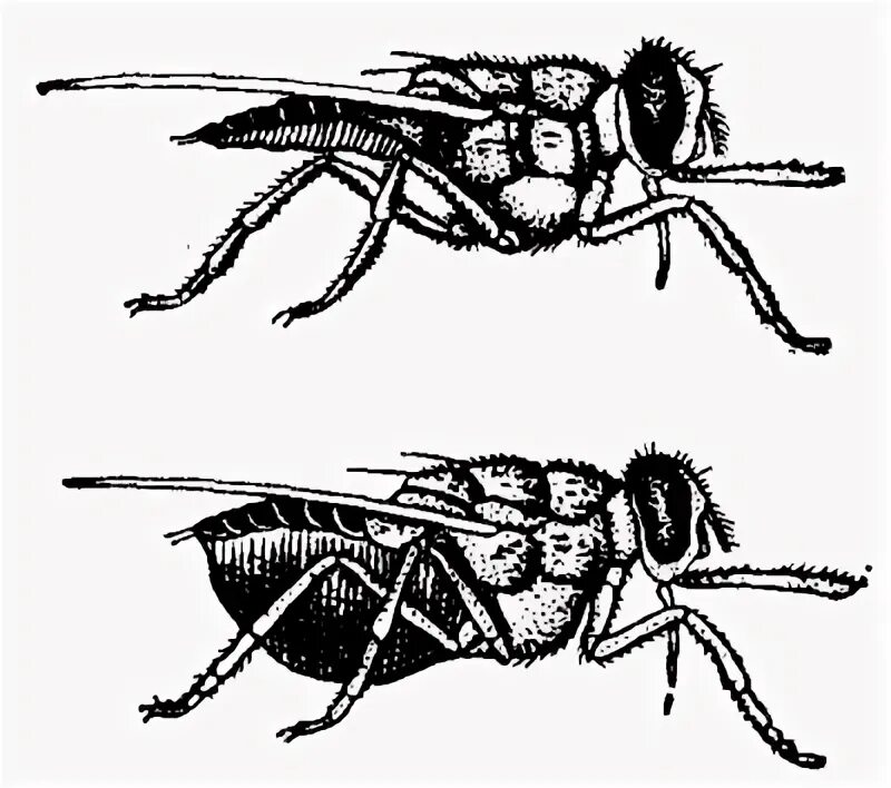 Основной хозяин муха цеце основной хозяин человек